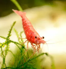 Cherry Shrimp