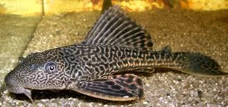Common brown/black Pleco 2-4"