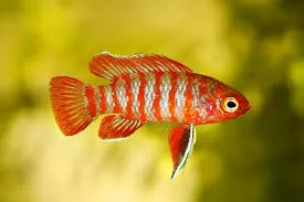 Badis, Scarlet (Dario Dario) **RARE**