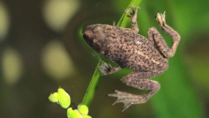 Dwarf African Frog