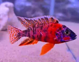 OB Peacock-5.5 cm