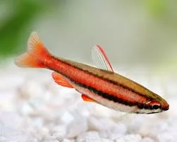 Red Coral PencilFish