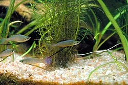 Threafin Rainbowfish -juv