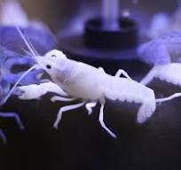 Snow White Lobster