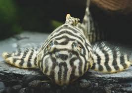 20-22" Zebra Pleco