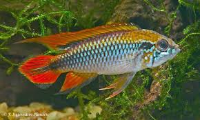 Agassiz's Apistogramma