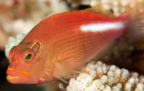 Arc Eye Hawkfish