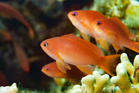 Common Anthias