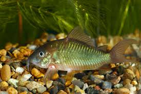 Emerald Green Corydoras