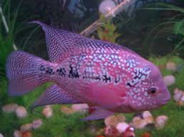 Flowerhorn Cichlid (Juvenile)