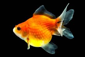 Gold Fish Pearlscale