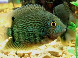 Green Severum
