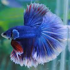 Halfmoon Butterfly Betta- Male