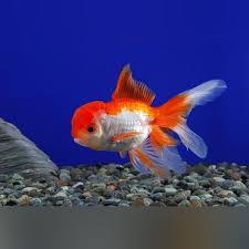 High Head  Oranda Red Gold Fish
