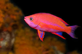Randal's Anthias -Male