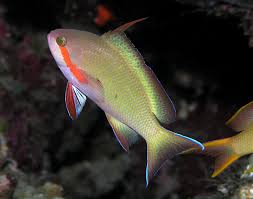 Red Cheek Anthias -Female