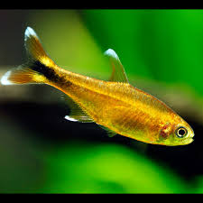 Silvertip Tetra