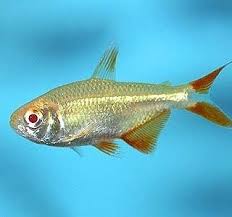 Golden Buenos Aires Tetra