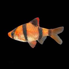 Tiger Barb Luminus Red