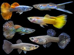 Assorted Male Guppies