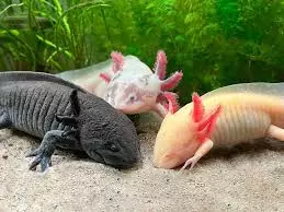 axolotls