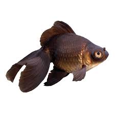 Black Moor Goldfish