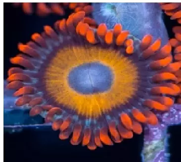 Blue Eye Zoa Frag