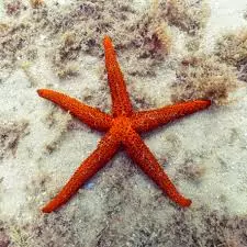 bright red starfish
