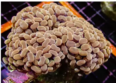 Bronze Hammer Coral