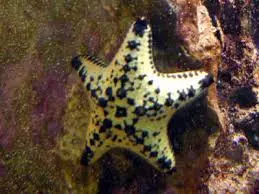 chocolate chip starfish