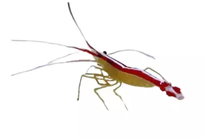 Cleaner Shrimp