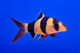 Clown Loach-med