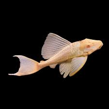Common Albino Pleco