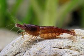 Chocoloate Rili Cherry Shrimp