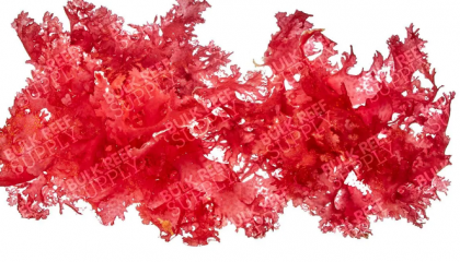 Dragons Breath Macro Algae (16 oz cup)