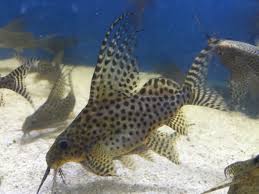 Featherfin Catfish