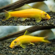 Golden Algae Eaters