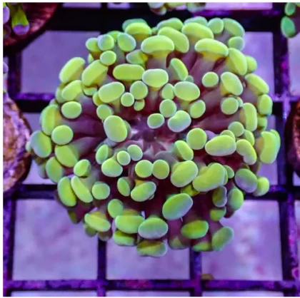 green hammer coral