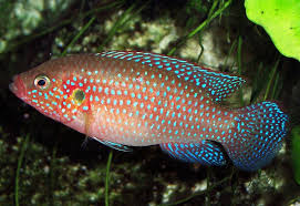 ML Red Jewel Cichlids