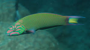 Lunare Wrasse