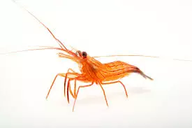 peppermint shrimp