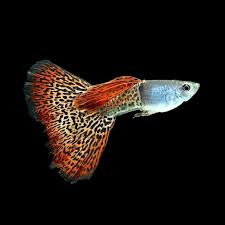 Red Cobra Male Guppies