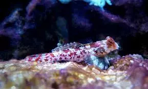 red scooter blenny