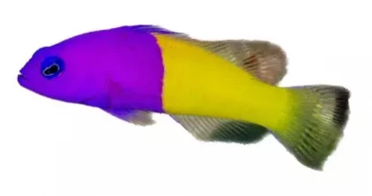 Royal Dottyback