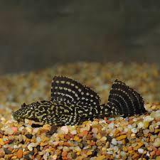 Spotted Highfin Pleco