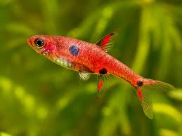 Strawberry Rasbora
