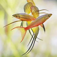 Threadfin RainbowFish