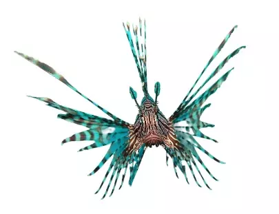 Volitan LionFish