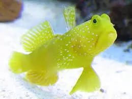 Yellow Watchman Goby M