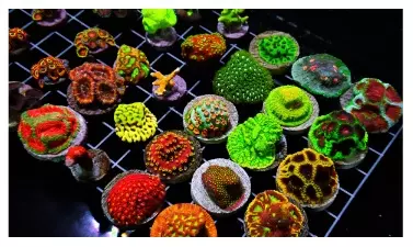 55 pc frag pack
